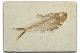Detailed Fossil Fish (Diplomystus) - Wyoming #354028-1